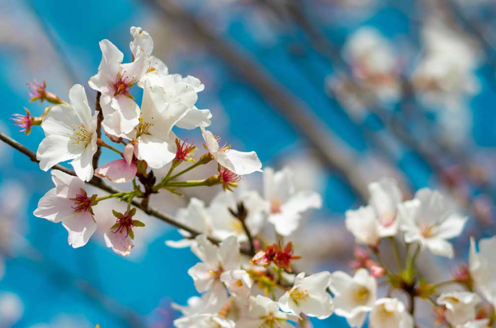 Cherry Blossoms - Nashville, Tennessee