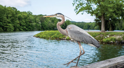 A heron perches on a post in a waterway at Booker T. Washington State Park near Chattanooga, TN.