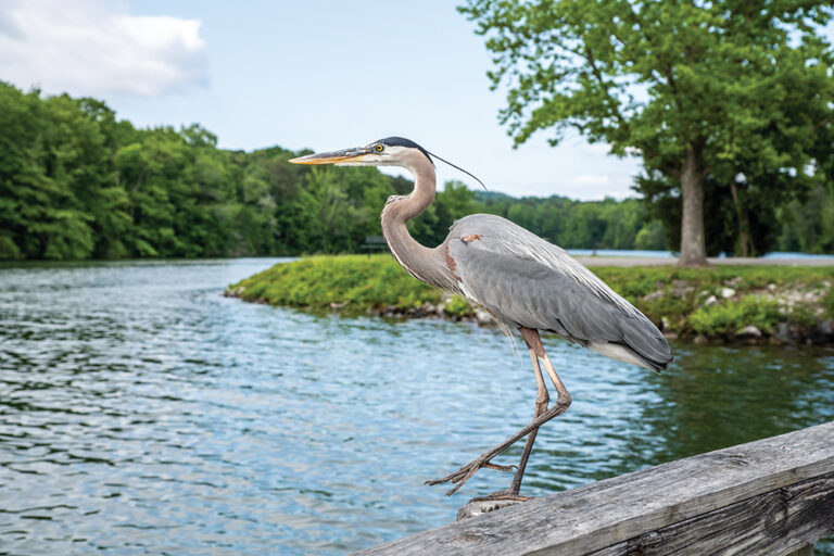 A heron perches on a post in a waterway at Booker T. Washington State Park near Chattanooga, TN.