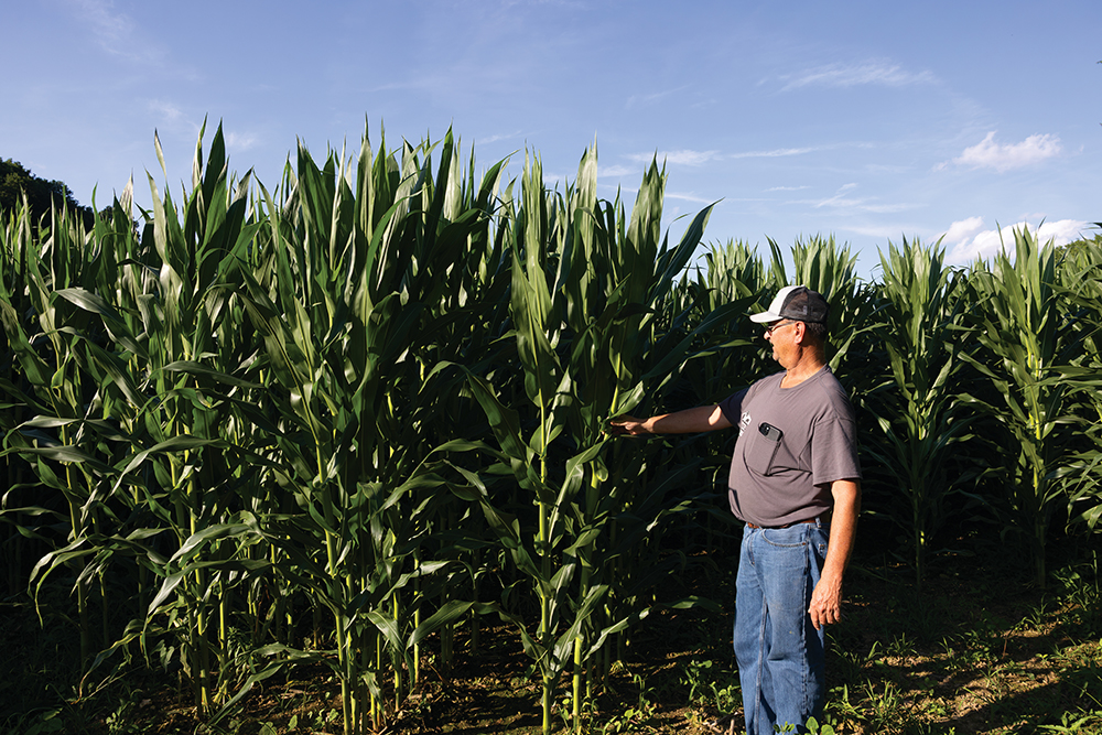 Jeff Fox looks over his corn crop at his family farm in Santa Fe, TN, in Maury County.