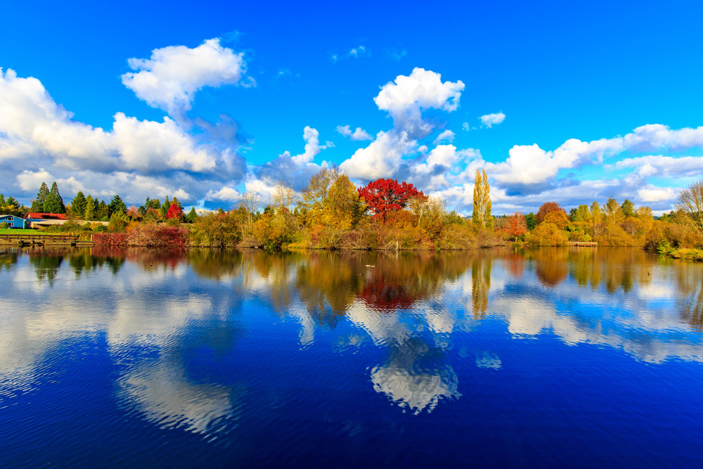 Colorful tree leaves by the lake, in Commonwealth Lake Park, Beaverton, Oregon.