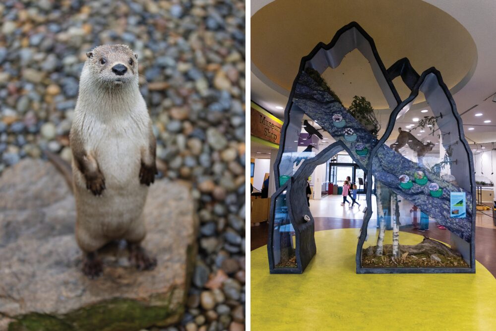 The EcoTarium features a wide variety of interesting and interactive exhibits, including the popular Otter Encounter.
