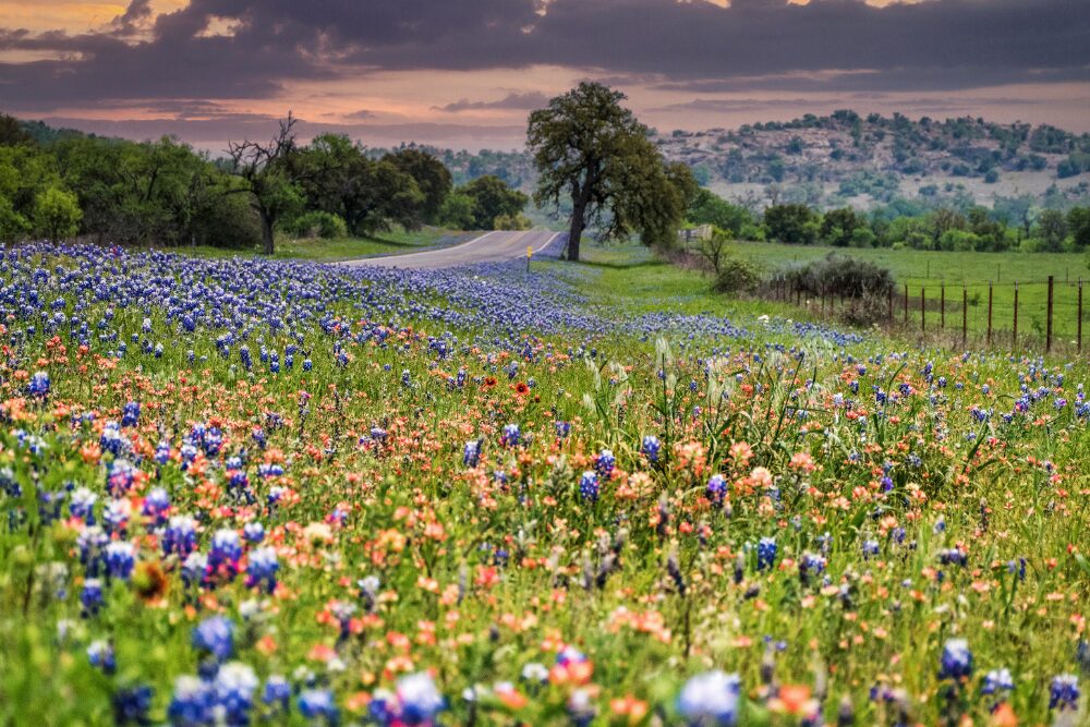 Dusk in the Texas Hill Country with bluebonnets. Flower Mound, a Dallas-Fort Worth suburb, is one of the best places to live in the Southwest.