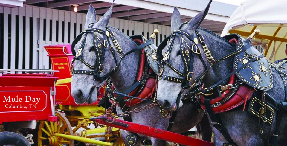 Mule Day in Columbia, TN