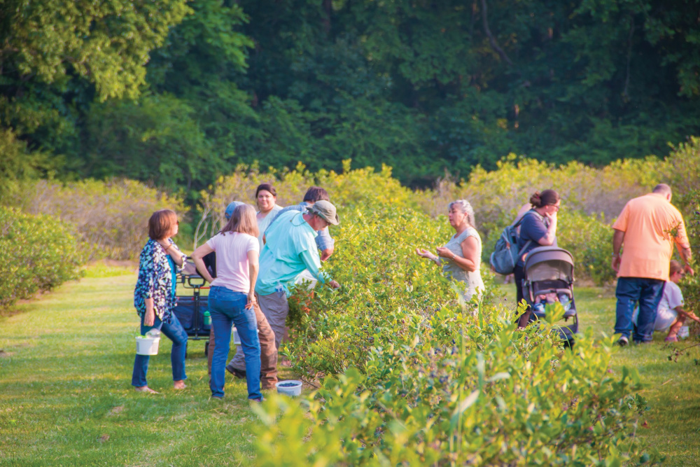 Highland Realm Blueberry Festival