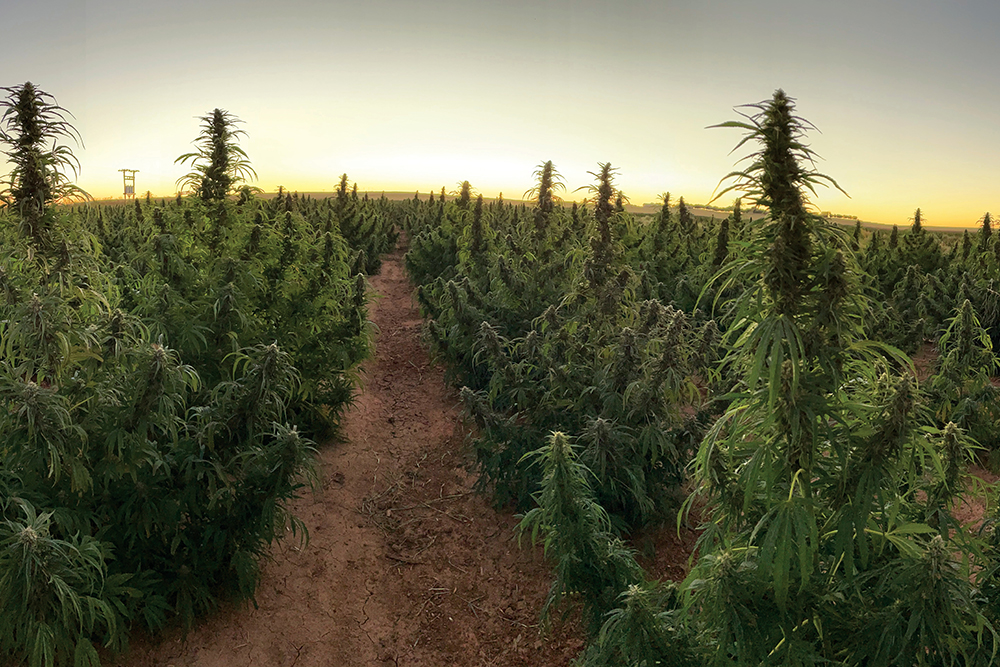 NewBridge can extract CBD directly on the farm.