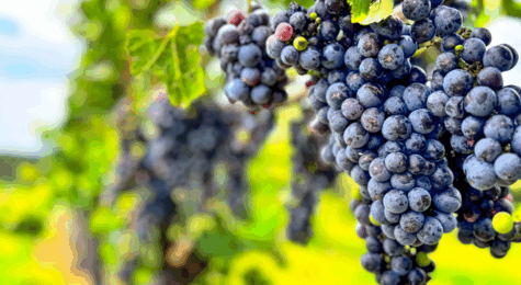 Shelton Vineyards
