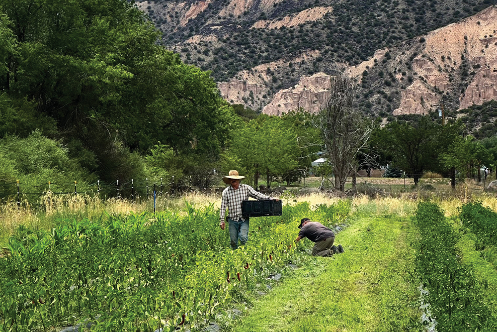 Taos Hum