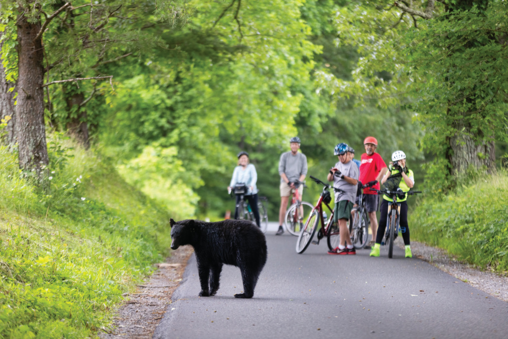 A black bear checks out some cyclists along the road at Cades Cove in Great Smoky Mountains National Park near Townsend, Tennessee. 