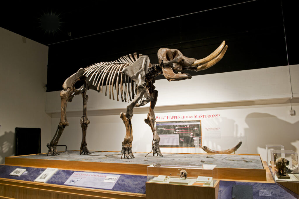 New York State Museum-Cohoes Mastodon , Capital-Saratoga Region