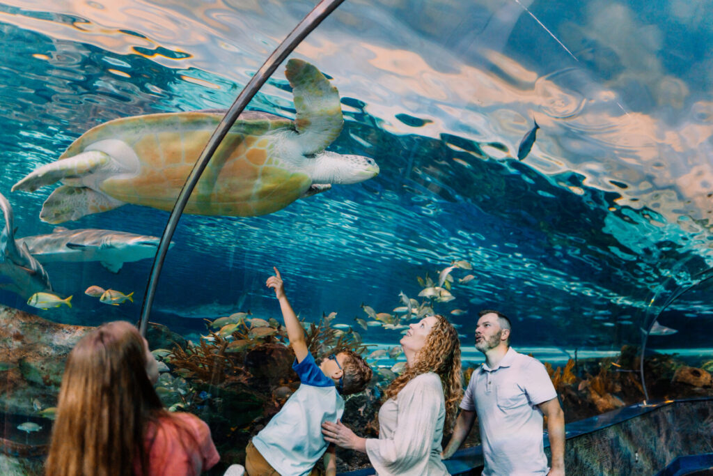 Ripley’s Aquarium of The Smokies in Gatlinburg, TN