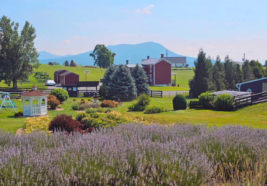 White Oak Lavender Farm in Harrisonburg VA
