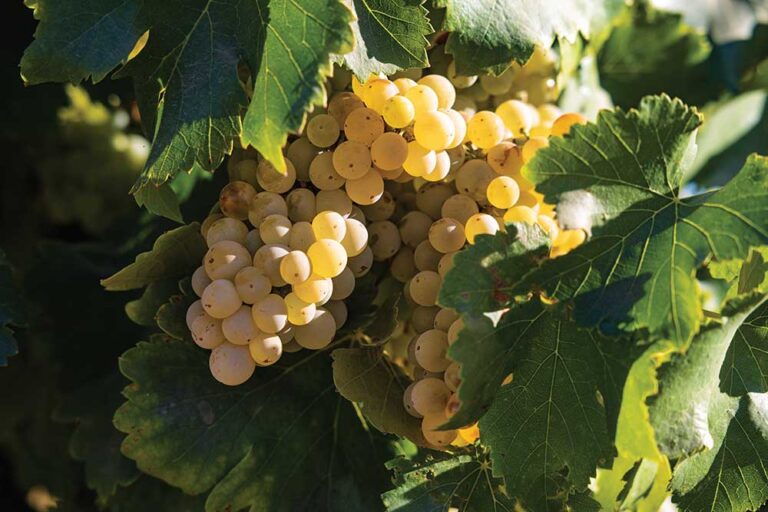 Grapes grow on vines in a vineyard in Acampo, California.