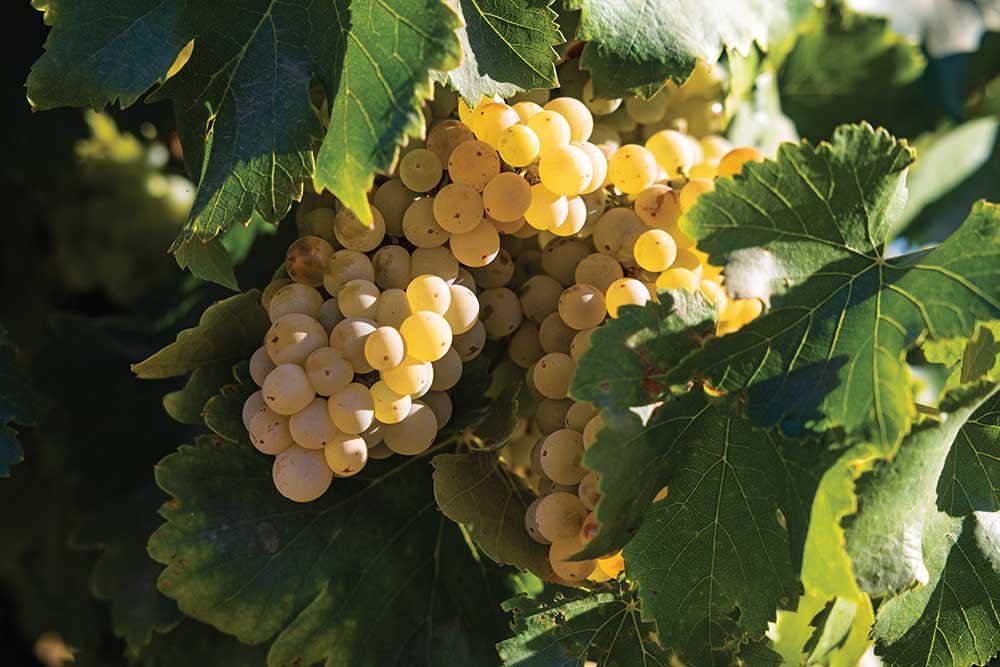 Beyond The Grapes: Napa Valley Beyond Napa Valley