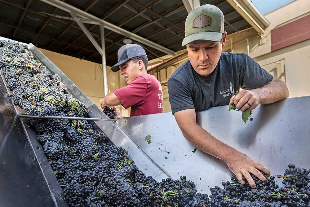 Employees load Zinfandel grapes into a grape crusher at St. Amant Winery in Lodi, California.