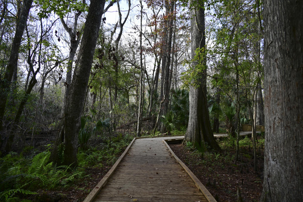 Boardwalk at State Park