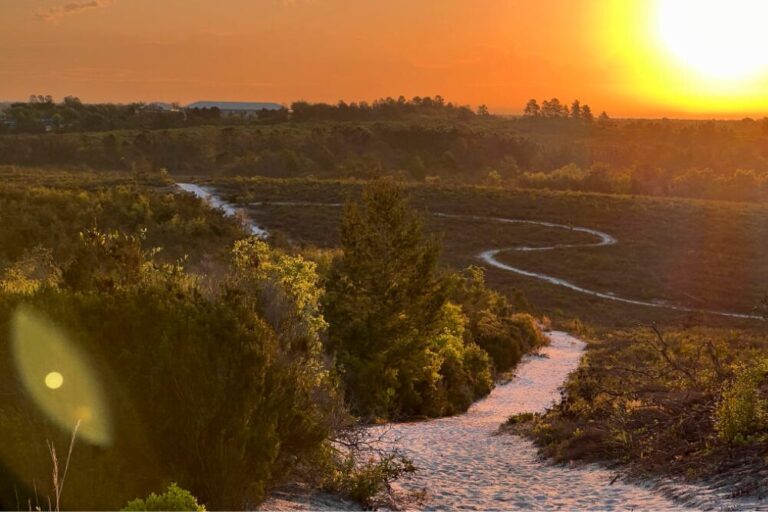 the 360-acre Lyonia Preserve at sunrise