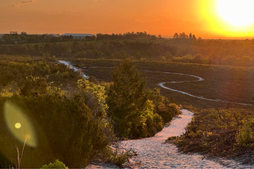 the 360-acre Lyonia Preserve at sunrise