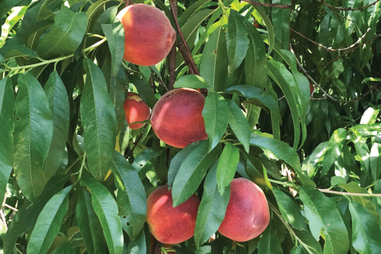 Titan Farms peaches