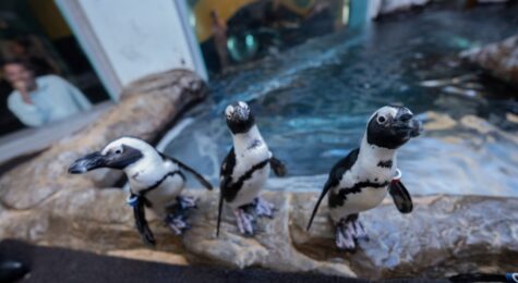 Ripley’s Aquarium of The Smokies in Gatlinburg, TN