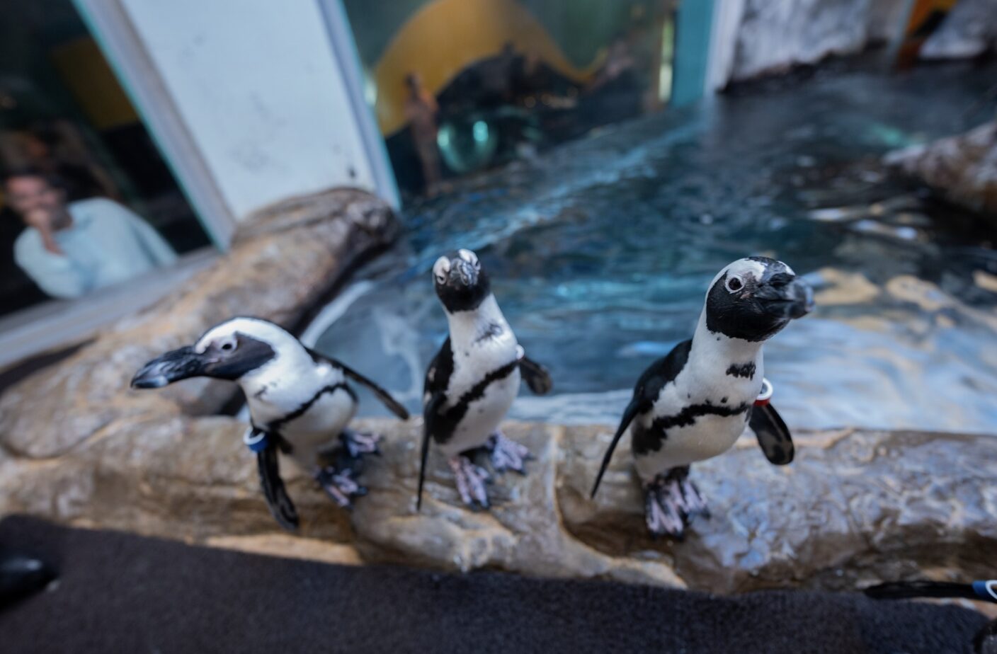 Ripley’s Aquarium of The Smokies in Gatlinburg, TN