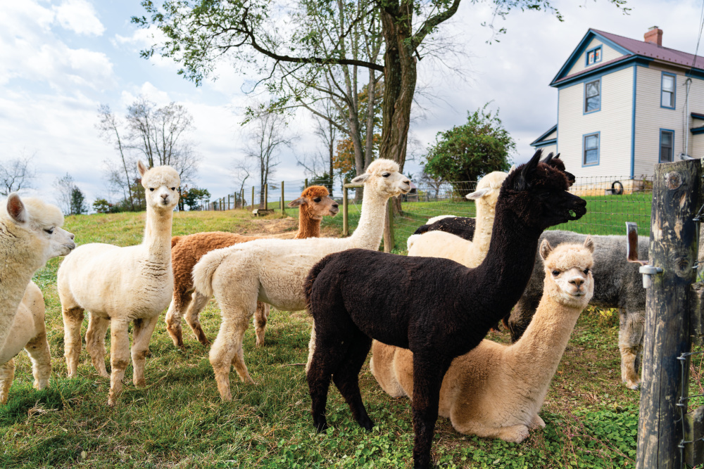 Dreamland Alpacas in Meadowview, VA