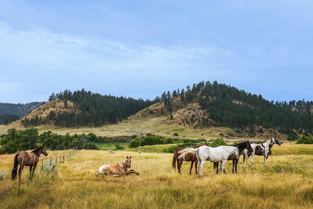 Horses begin to stir at dawn on a peaceful summer morning in the heart of the prairie and rolling landscape near Billings, MT.