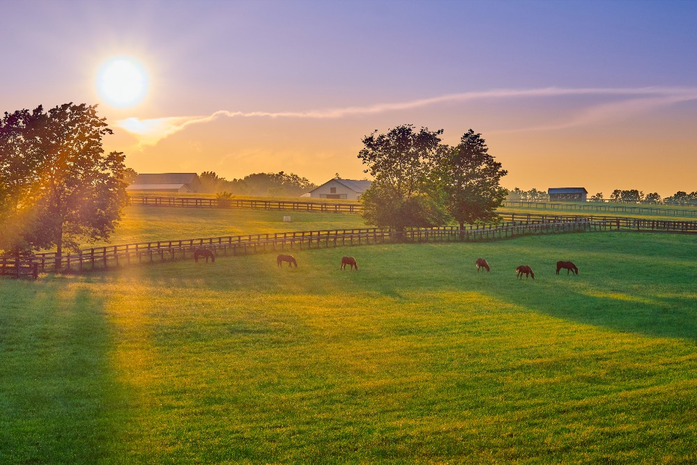 Thoroughbred horses grazing at sunset in a field in Lexington, KY.
