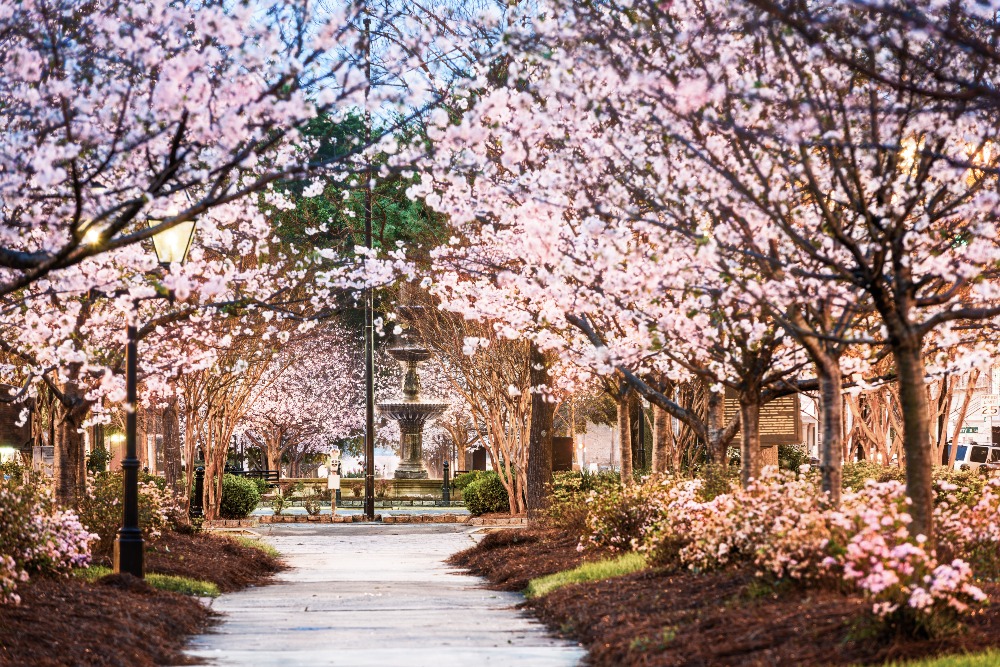 Blooming cherry trees form an arch over the sidewalk leading to the downtown square in Macon, Georgia.