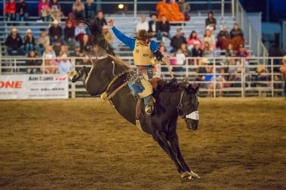 image of a horse and rider