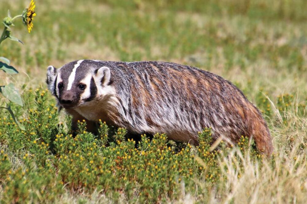 animal outside
