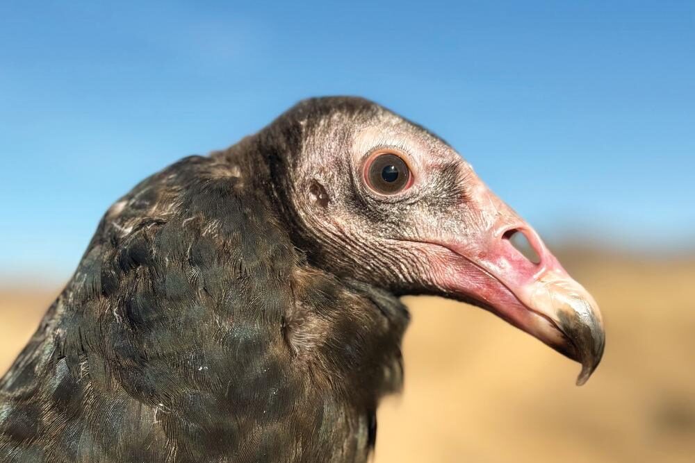 bird