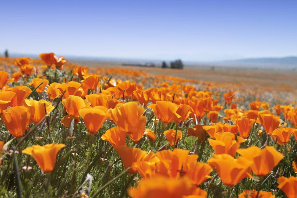 Close up of some CA poppy flowers.Shot with Canon EOS 7d and 24-70L lens.
