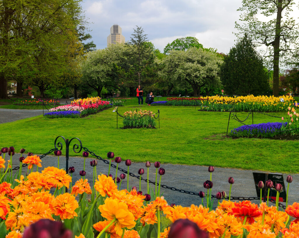 Families and couples enjoying springtime in Albany NY at Washington Park. Tulips of read, orange, yellow, white, pink, purple on display with blue bells.
