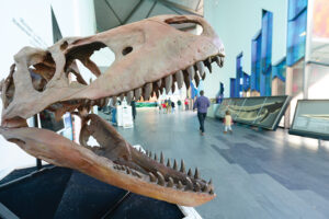 A dinosaur skull with sharp teeth on view at The Museum at Prairiefire, one of the top things to do with kids in Overland OPark, KS.
