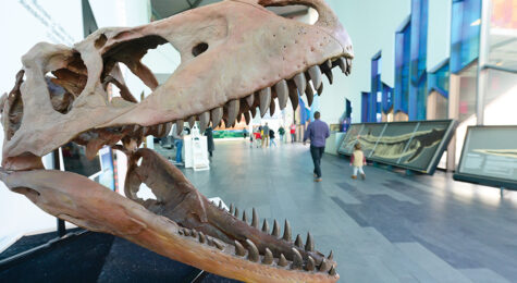 A dinosaur skull with sharp teeth on view at The Museum at Prairiefire, one of the top things to do with kids in Overland OPark, KS.