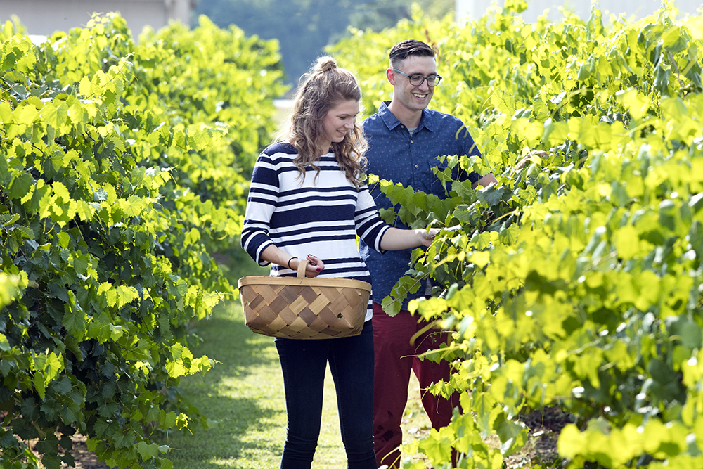 Hinnant Vineyards