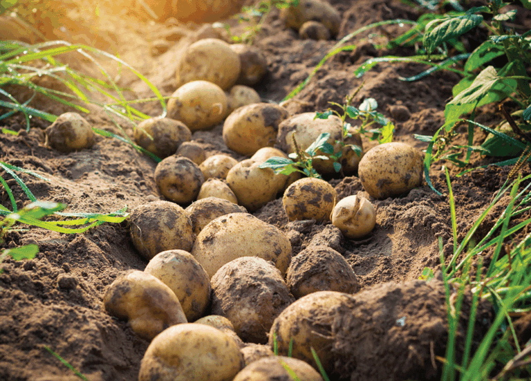 The potato industry in Eastern Idaho has a bright future.