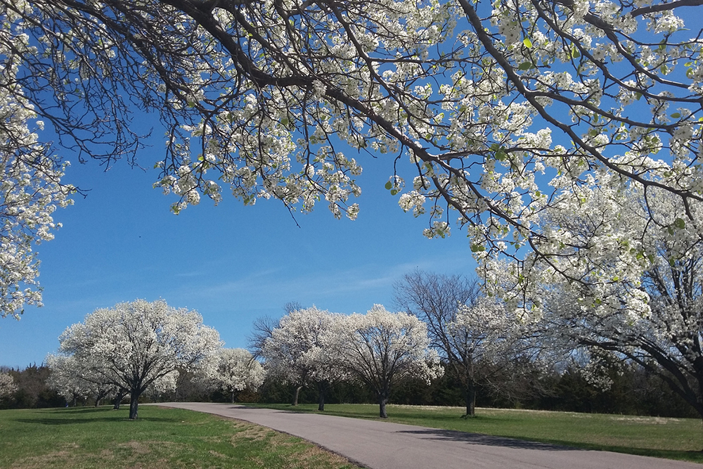 Spring Flowering Trees at Shawnee Mission Park in Shawnee, Kansas