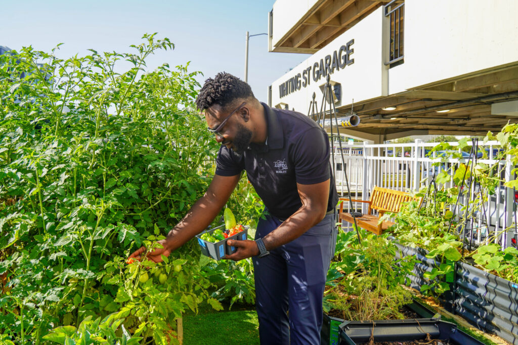 Image of a man harvesting vegetables at Parking Community Garden