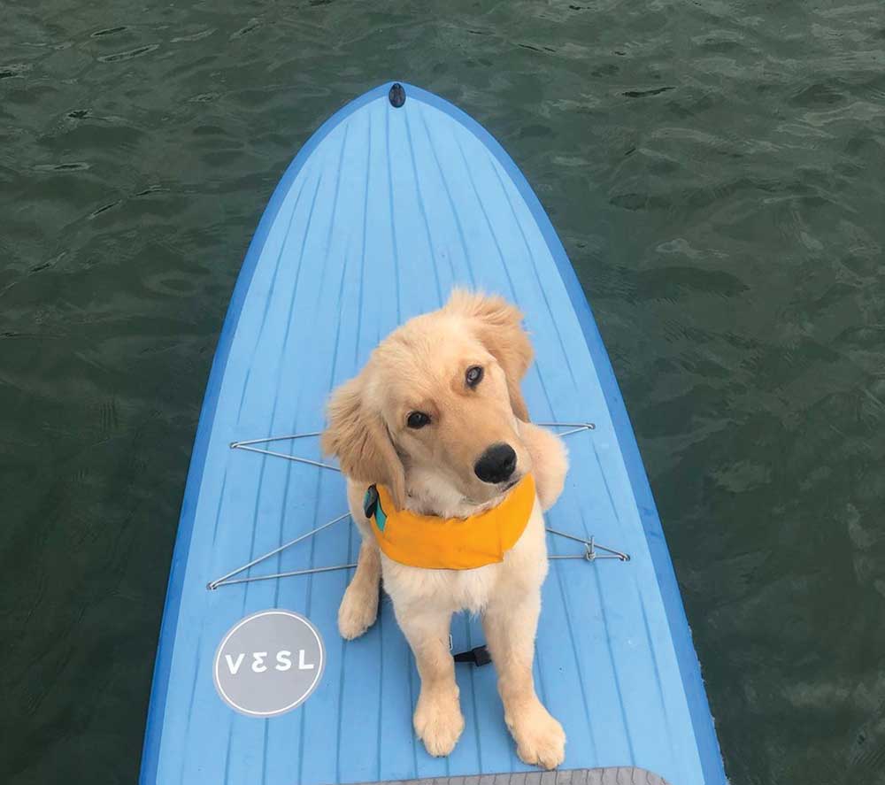 Dog on a paddleboard in the water.