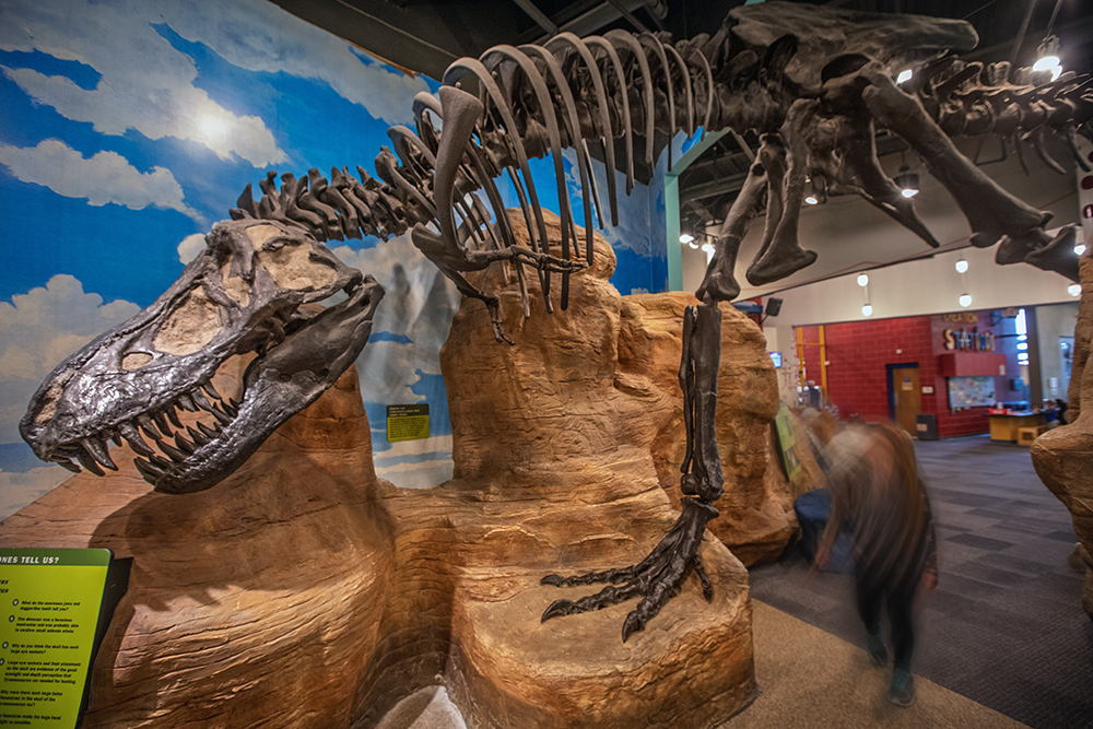 Visitors walk under the griant dinosaur skeleton at the Creative Discovery Museum in downtown Chattanooga, TN.