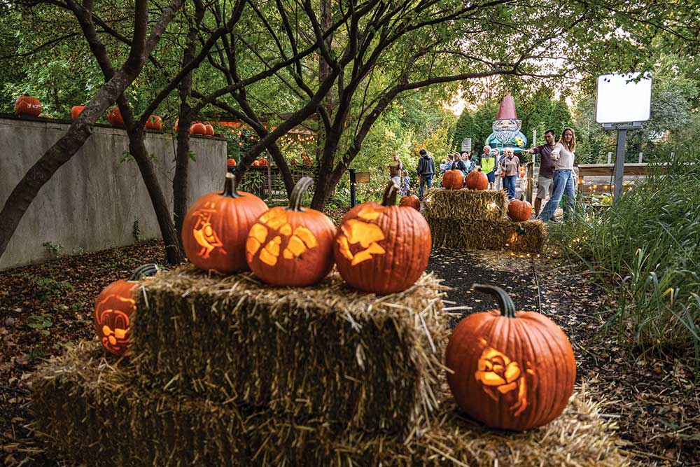Thousands of glowing, hand-carved jack-o'-lanterns lighting up the hillsides during the popular annual events in Ames Iowa.