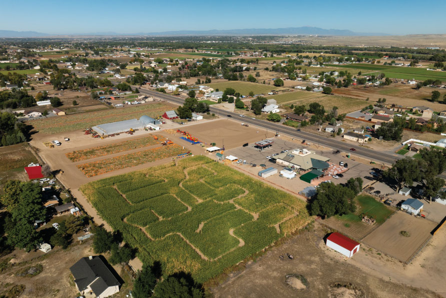 Find fresh Pueblo chiles at Milberger Farms.