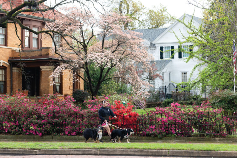 Azaleas and dogwood trees bloom along the Azalea Trail in neighborhoods in downtown Tyler, Texas.