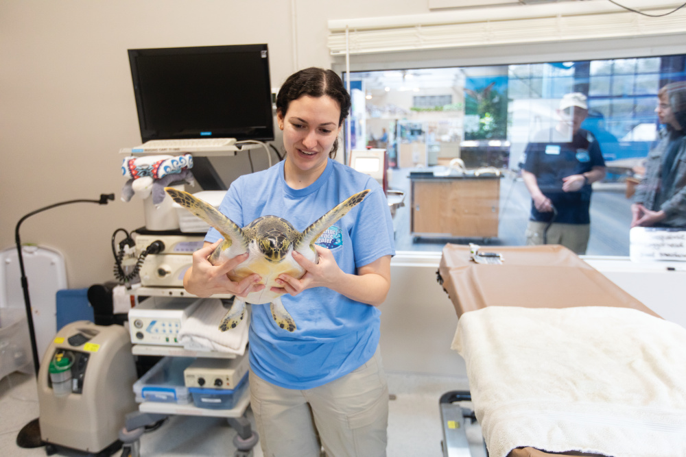 Kaela Sculthrope holds a juvenile green sea turtle in the hospital wing of the Marine Science Center in Ponce Inlet.