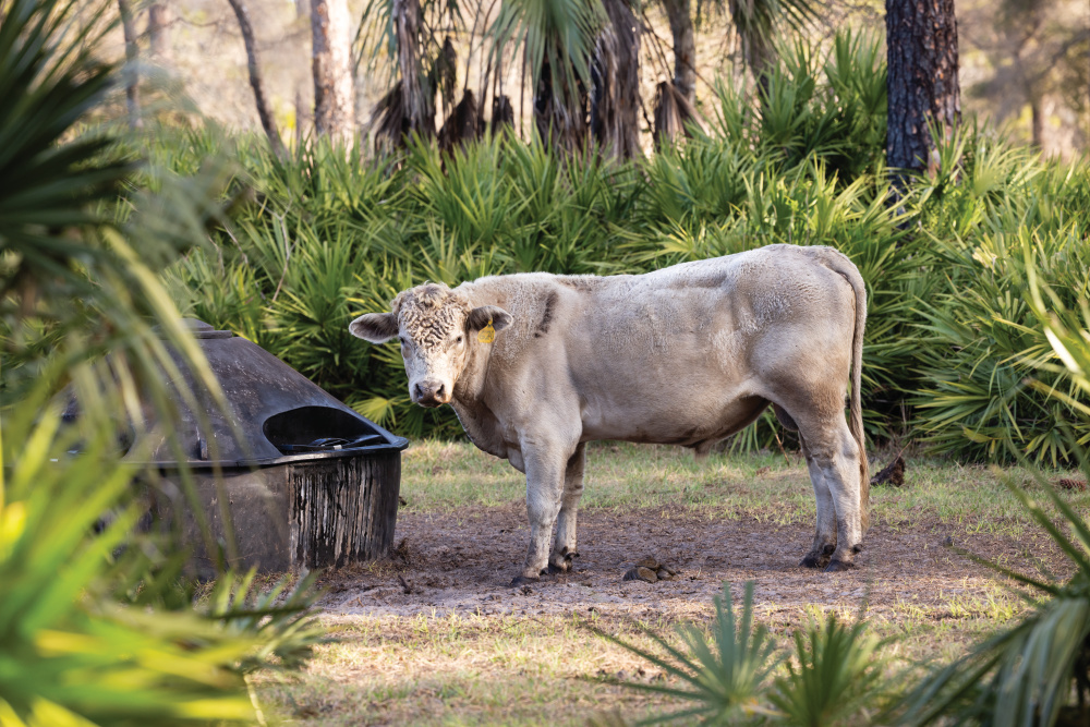 Cattle feed at the D Ranch Preserve near Osteen.