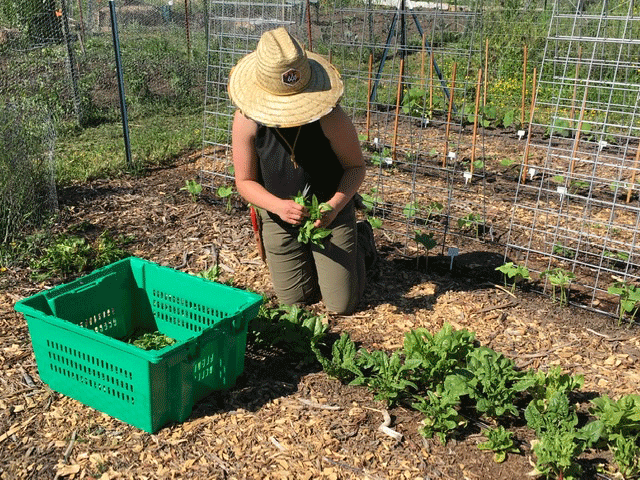 Gardening at the Community Action Center in Pullman, WA