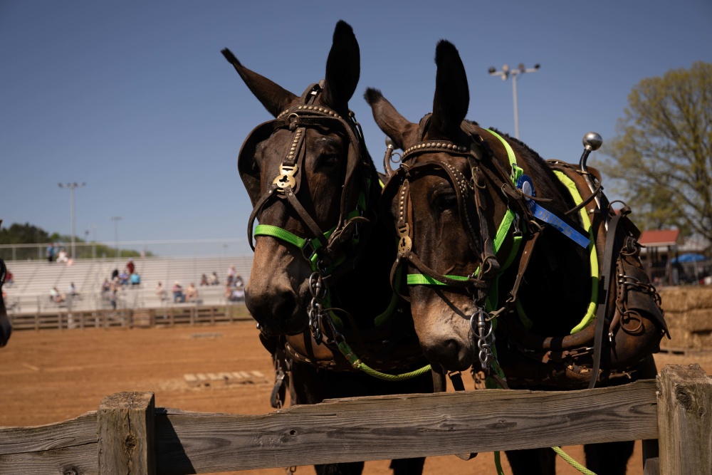 Mule Day in Columbia, TN