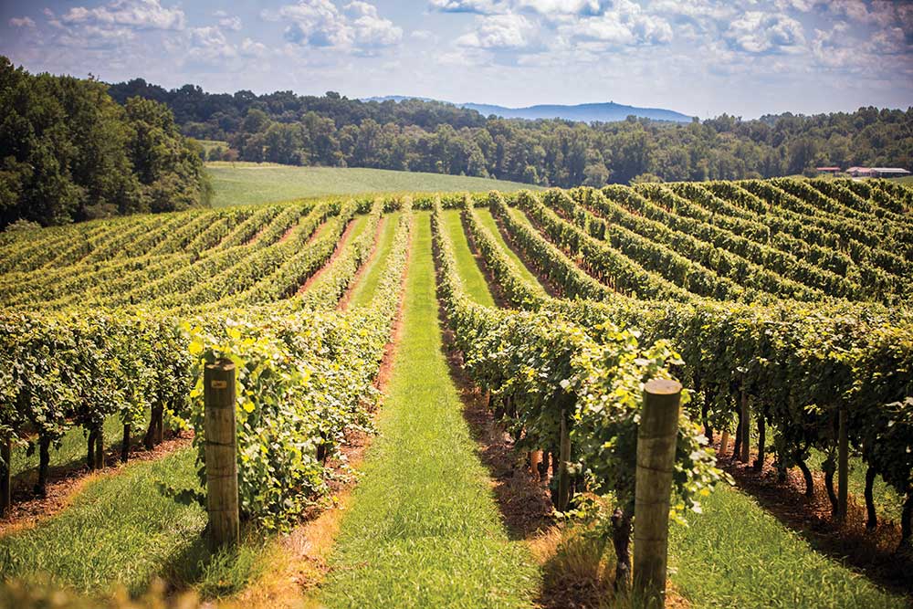 Rows of wine graps in the Yadkin Valley Wine Reigon.
